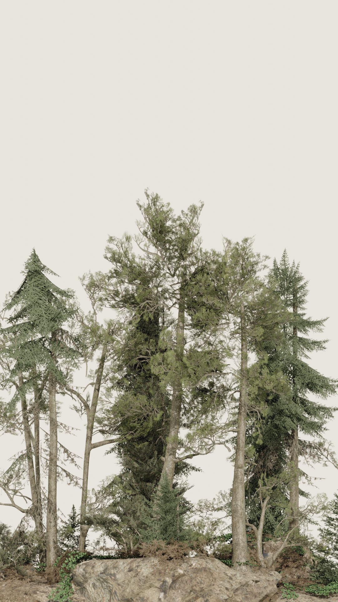 Bunch of trees in a Forest at dusk.