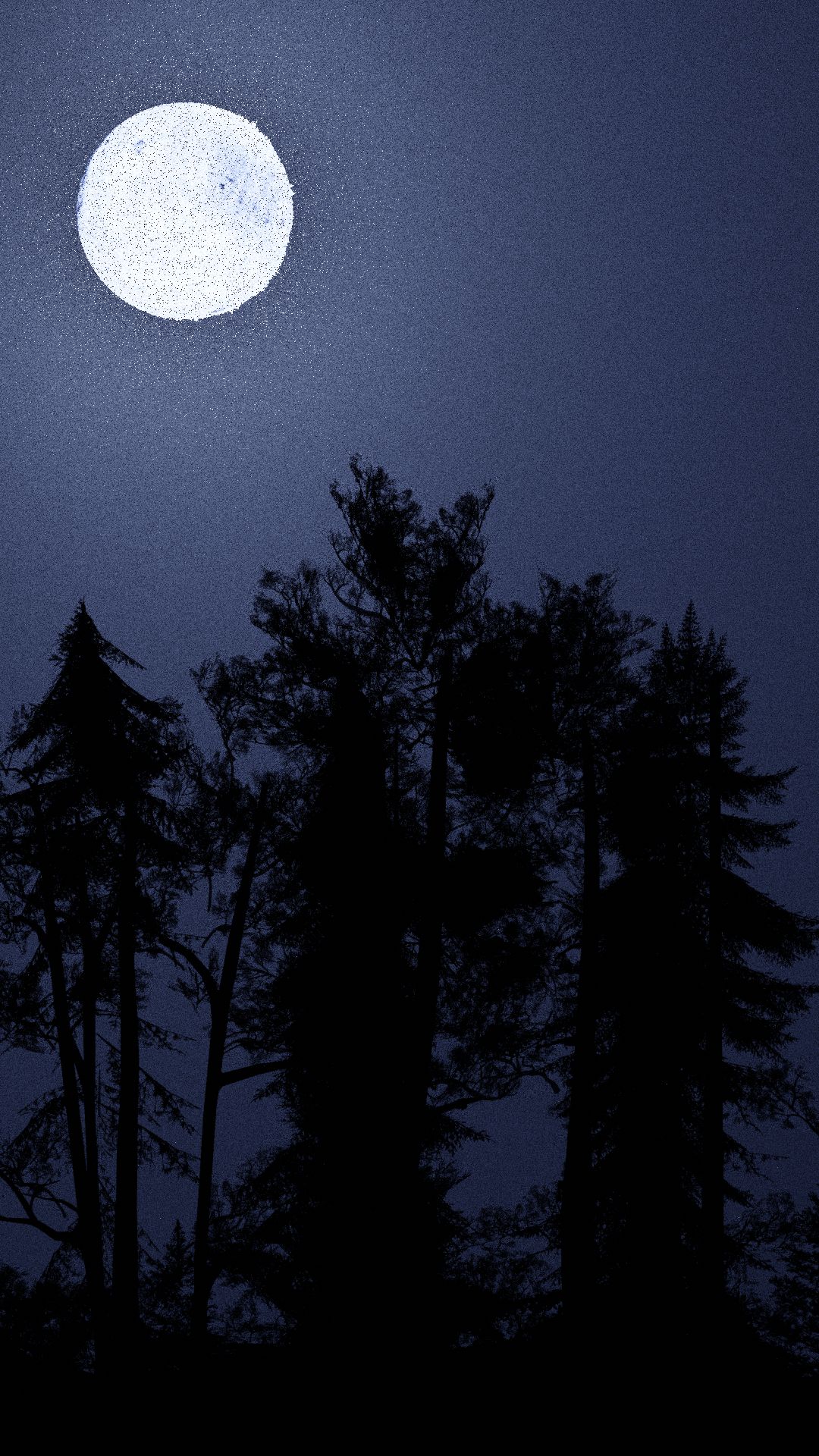 Bunch of trees in a Forest at night.